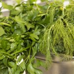 Rollmops oder Teufelsroller
